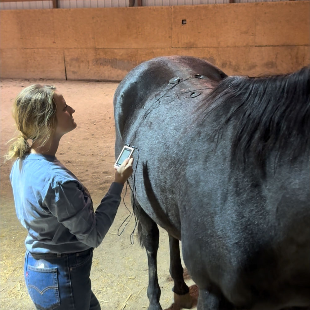 A New Standard in Equine Care